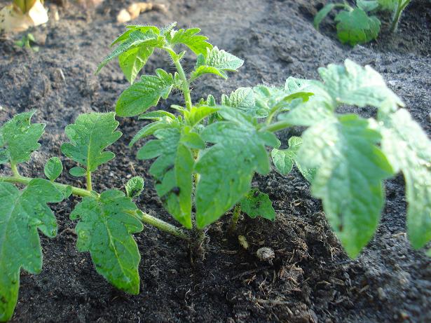 ogród - pomidory