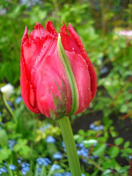 ogród - tulipan