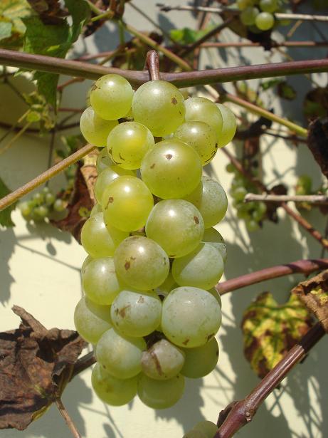 winogrona białe